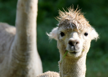 Einmal schneiden, waschen und föhnen