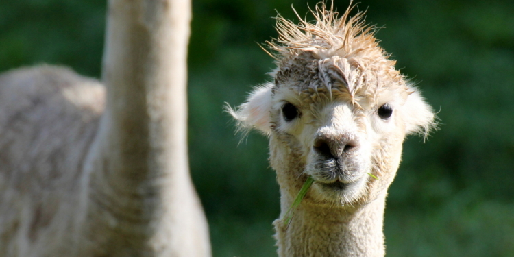 Einmal schneiden, waschen und föhnen