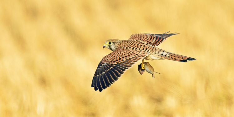 Ein Kranich mit vier Beinen?