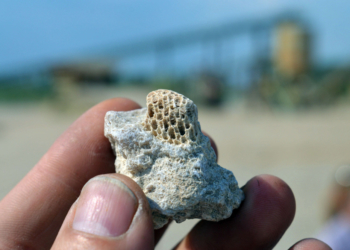 Herbstferienstart im GeoPark: Farbenprächtiger Lichterglanz, Bernstein, Fossilien und richtige Steine