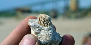 Herbstferienstart im GeoPark: Farbenprächtiger Lichterglanz, Bernstein, Fossilien und richtige Steine