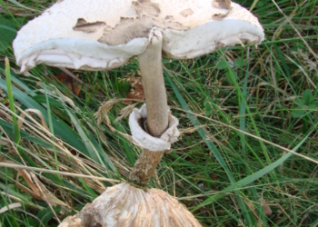 Pilzwanderung mit Verköstigung in der Lübschen Forst