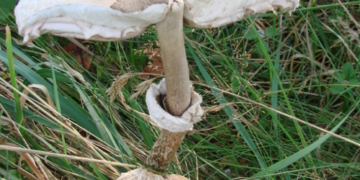 Pilzwanderung mit Verköstigung in der Lübschen Forst