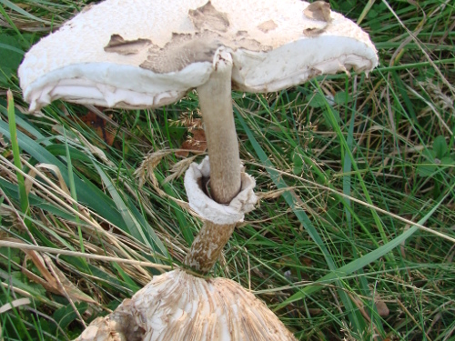 Pilzwanderung mit Verköstigung in der Lübschen Forst
