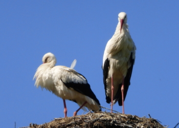 Eine erfolgreiche Weißstorchsaison 2019 trotz Sommerhitze