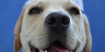 30 Jahre Tierheim in Mölln – heute wird mit viel Staraufgebot gefeiert