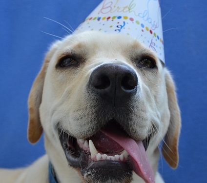 30 Jahre Tierheim in Mölln – heute wird mit viel Staraufgebot gefeiert