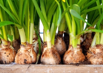 ‚Büchen macht grün‘