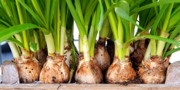 ‚Büchen macht grün‘