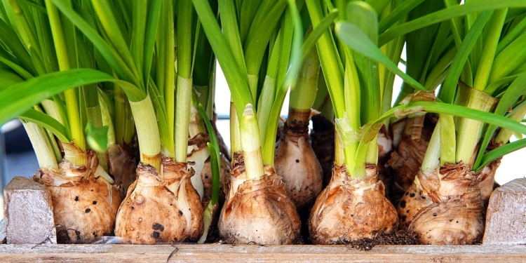 ‚Büchen macht grün‘