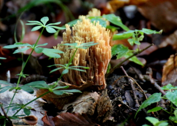Korallen im Lankauer Wald