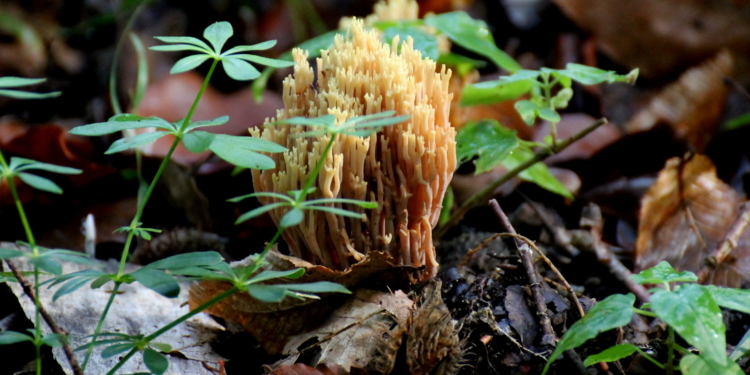 Korallen im Lankauer Wald