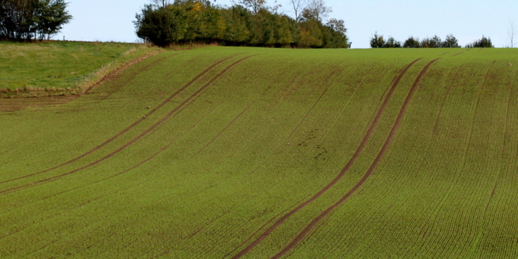 Wie Schienen auf den Feldern