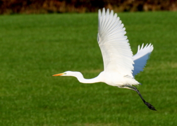 Der große weiße Vogel