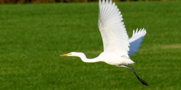 Der große weiße Vogel