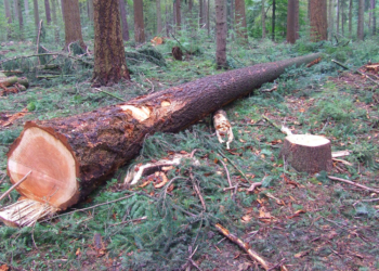Waldumbau in der Lohe wird fortgesetzt
