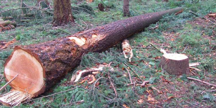 Waldumbau in der Lohe wird fortgesetzt