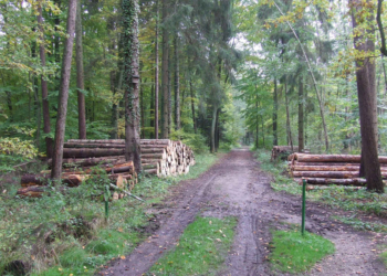 Waldumbau im Stiftungswald Rülau auf der Zielgeraden
