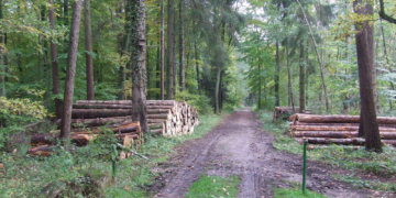 Waldumbau im Stiftungswald Rülau auf der Zielgeraden