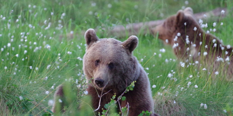 Reisen ohne Reue – mit dem Naturreiseveranstalter Perlenfänger Naturtouren & Artenschutz