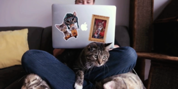 Doku-Dienstag: ‚CatVideoFest 2019‘ im Filmclub