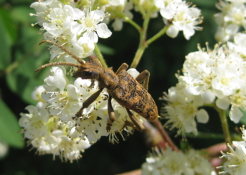 Insektenvielfalt auf dem Holzweg