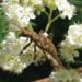 Insektenvielfalt auf dem Holzweg