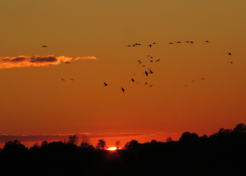 Kraniche stehen auf Duvenseer Moor