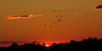 Kraniche stehen auf Duvenseer Moor
