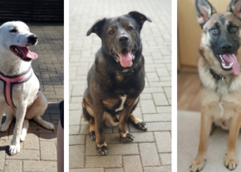 Hunde suchen ein neues Zuhause