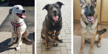 Hunde suchen ein neues Zuhause