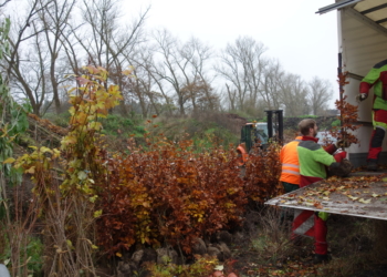 1.000 Bäume, Sträucher und Stauden für die Stadt Ratzeburg