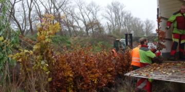 1.000 Bäume, Sträucher und Stauden für die Stadt Ratzeburg