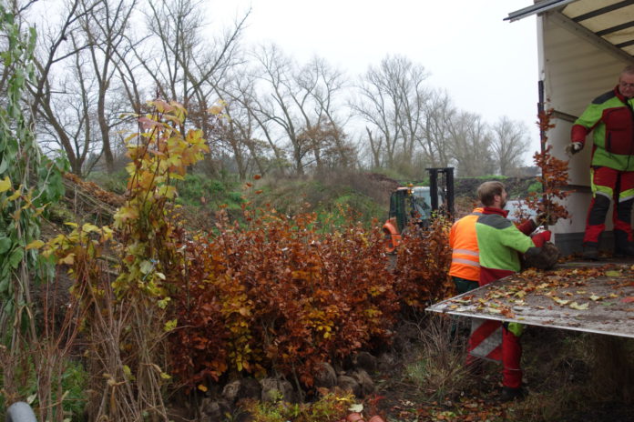 Herbstpflanzaktion Rz