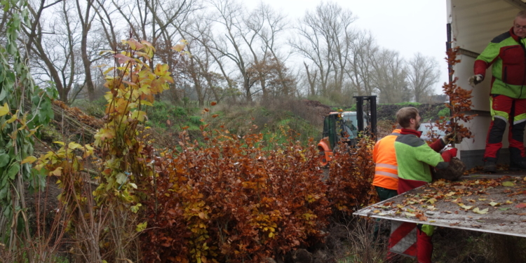 1.000 Bäume, Sträucher und Stauden für die Stadt Ratzeburg