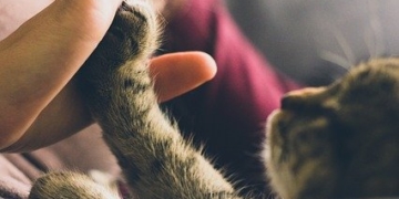 Haustiere in der Mietwohnung