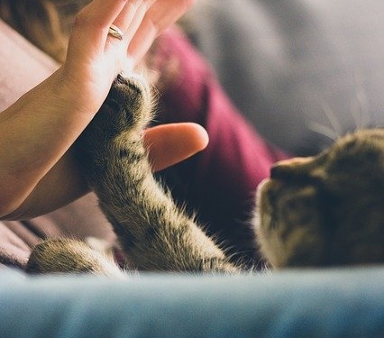 Haustiere in der Mietwohnung