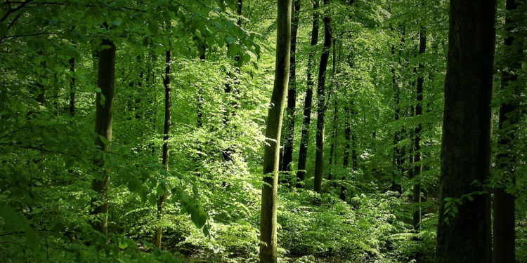 Wälder: Zwischen Ökologie, Holznutzung und Waldbaden