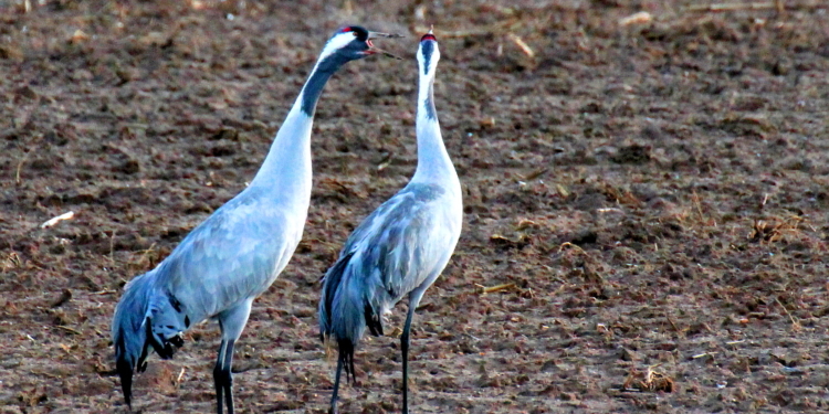 Die Kraniche flüstern sich schon ins Ohr