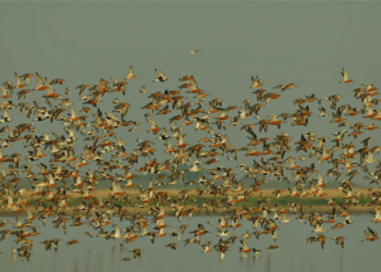 Bestandsveränderungen der Wat- und Wasservögel im Nationalpark Schleswig-Holsteinisches Wattenmeer