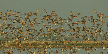 Bestandsveränderungen der Wat- und Wasservögel im Nationalpark Schleswig-Holsteinisches Wattenmeer