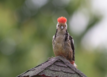 Mehr Lebensraum für den Mittelspecht im Rülauer Wald: Stiftung Naturschutz Schleswig-Holstein gibt alter Eiche mehr Platz zum Wachsen
