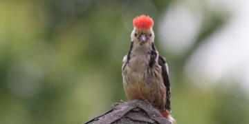 Mehr Lebensraum für den Mittelspecht im Rülauer Wald: Stiftung Naturschutz Schleswig-Holstein gibt alter Eiche mehr Platz zum Wachsen
