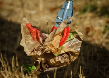 Umweltschutz fängt vor der Haustür an – Frühjahrsputz in Mölln