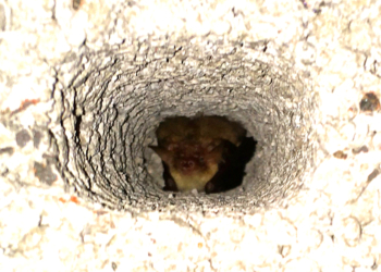 Erste Fledermäuse im Farchauer Winterquartier