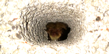 Erste Fledermäuse im Farchauer Winterquartier