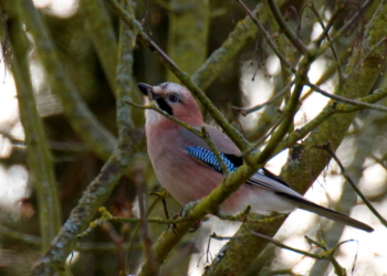 Wächter, Gärtner und Polizist des Waldes