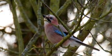 Wächter, Gärtner und Polizist des Waldes