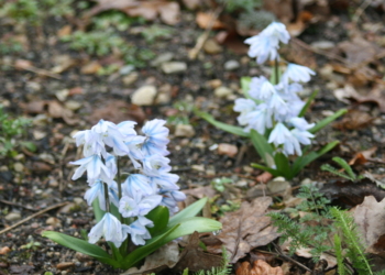 Die ersten Blüten läuten in der Brummelbrede das Frühjahr ein