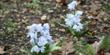 Die ersten Blüten läuten in der Brummelbrede das Frühjahr ein